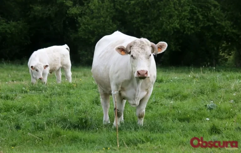 Vaches et randonnée : comment éviter les accidents avec les troupeaux