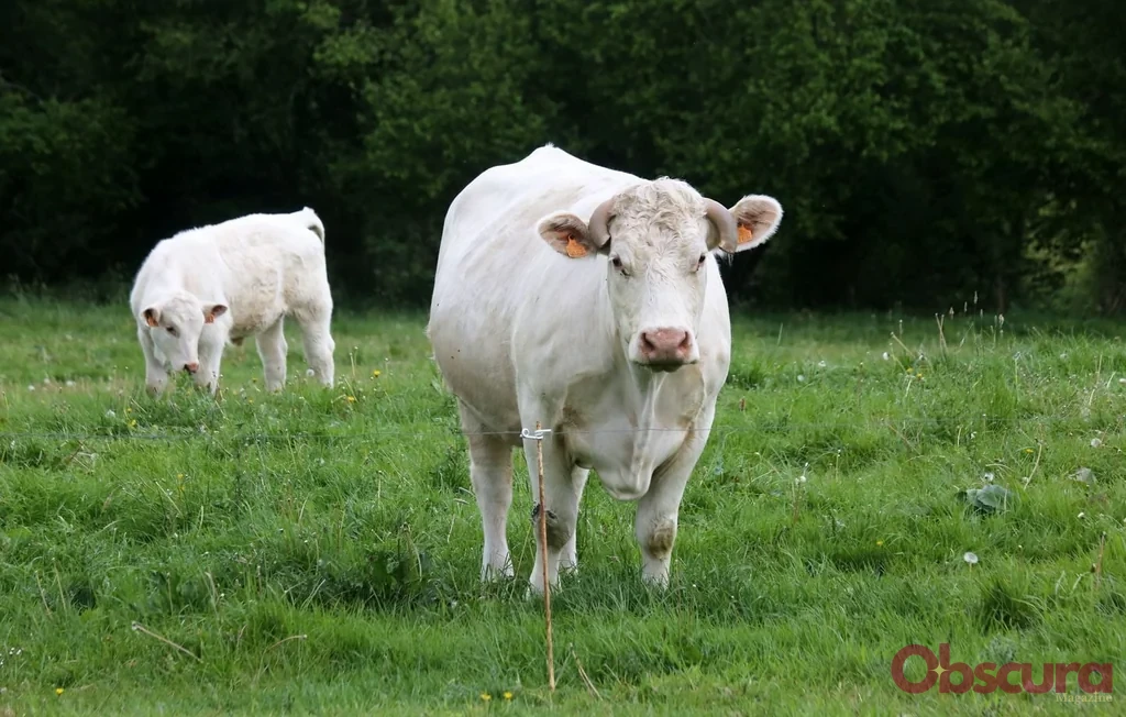 Vaches et randonnée : comment éviter les accidents avec les troupeaux