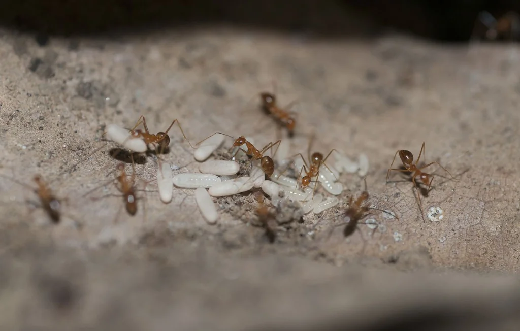 Var : un troisième foyer de fourmis électriques découvert