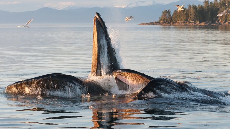 Baleine