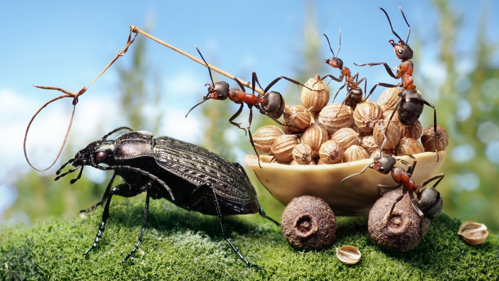 Plusieurs fourmis récolteuses
