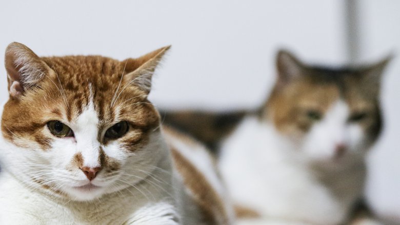 Chat, clone, jumeaux
