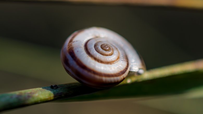 Escargot endormi