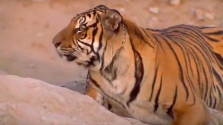 Tigre dans Shore Leave, Star Trek