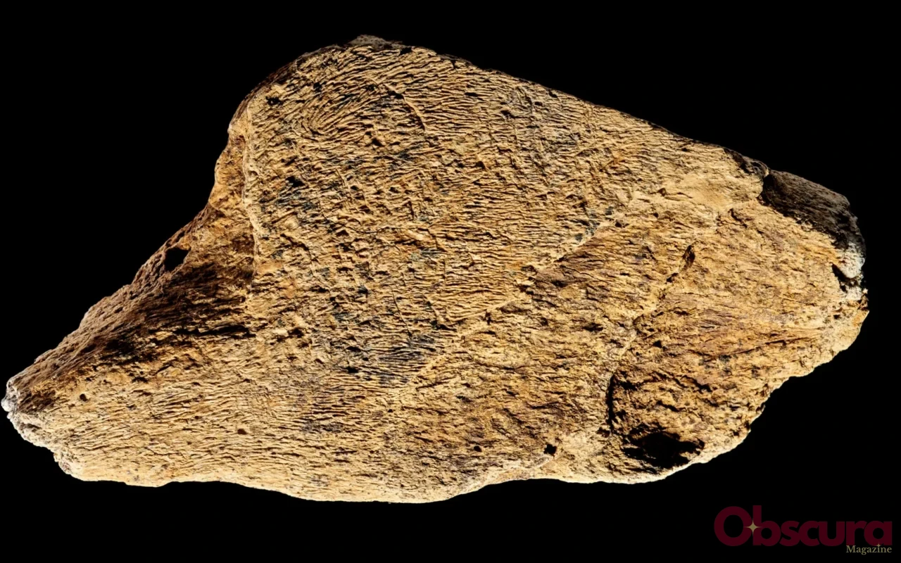 À Boxgrove, un os d’éléphant devenu outil de précision il y a environ 480 000 ans