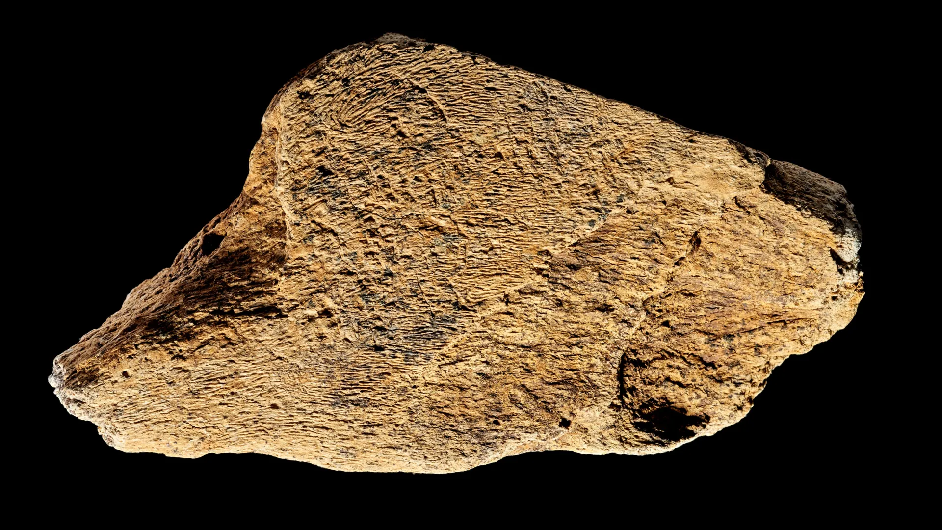 À Boxgrove, un os d’éléphant devenu outil de précision il y a environ 480 000 ans