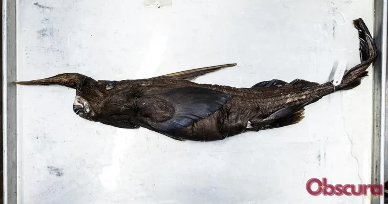 Une quatrième espèce candidate de requin fantôme identifiée au large du Costa Rica