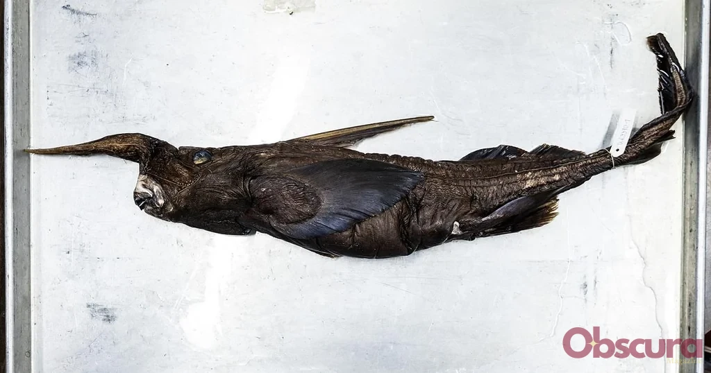 Une quatrième espèce candidate de requin fantôme identifiée au large du Costa Rica