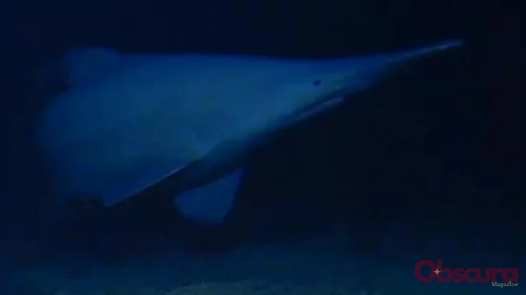 Requin-gobelin filmé vivant dans le Pacifique central : une observation rare qui élargit sa carte