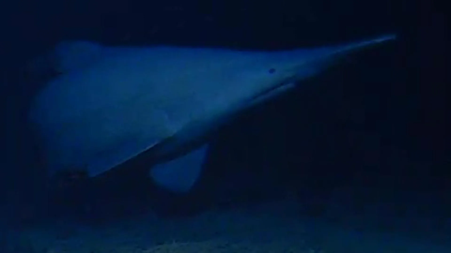 Requin-gobelin filmé vivant dans le Pacifique central : une observation rare qui élargit sa carte